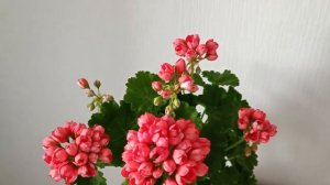 Тюльпановидная Пеларгония Red Pandora.