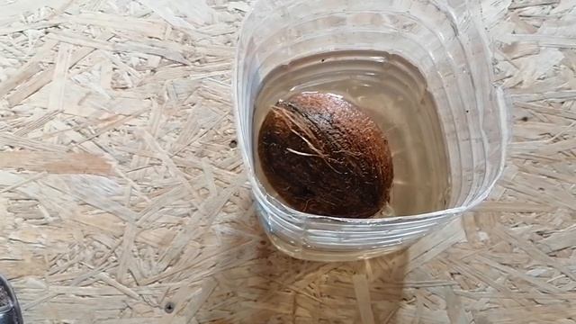 Как вырастить пальму из кокоса. Часть 1. смотреть онлайн