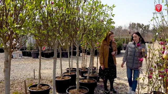 Cекрети догляду за квітучою магнолією смотреть онлайн