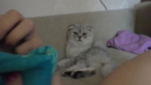 НАШ КОТЁНОК БЕЗ ЛАПКИ СЛАДУН