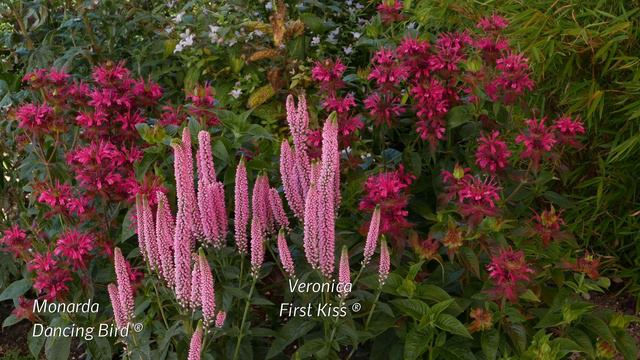 Monarda Dancing Bird® - 4K смотреть онлайн