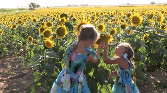 Подсолнух - этот цветок, постоянно поворачивающийся к солнцу,  считается эмблемой веры и верности