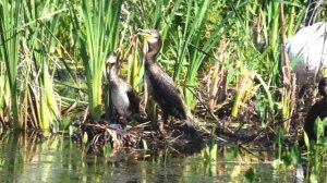 бакланы на озере