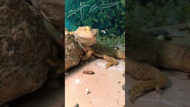 Качество звука хромает? #животные #юмор #reptile #animal #рептилии #агама #дракон #ящерица