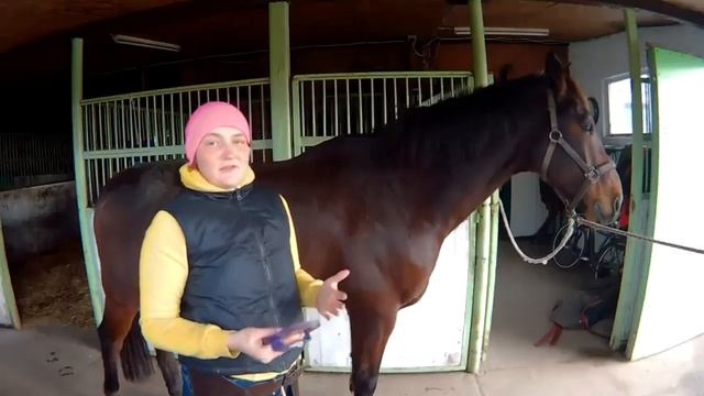 Как чистить лошадь. смотреть онлайн
