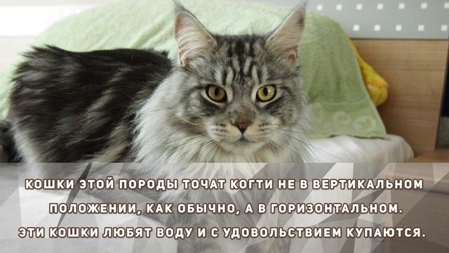 САМЫЕ ПОПУЛЯРНЫЕ ПОРОДЫ КОШЕК В МИРЕ