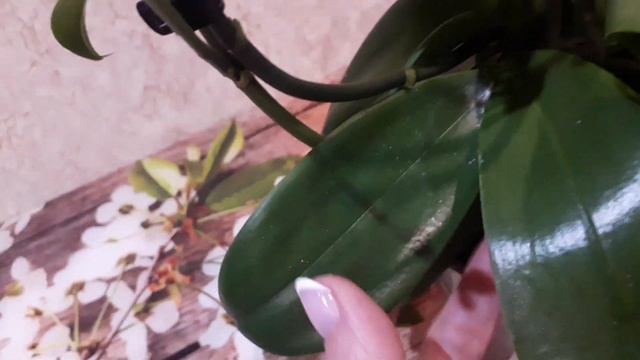 🍼🍼🍼ОРХОдетки на ОРХОмаме🤱🍬🎈🧸Немного об уходе .#phalaenopsis #орхомания