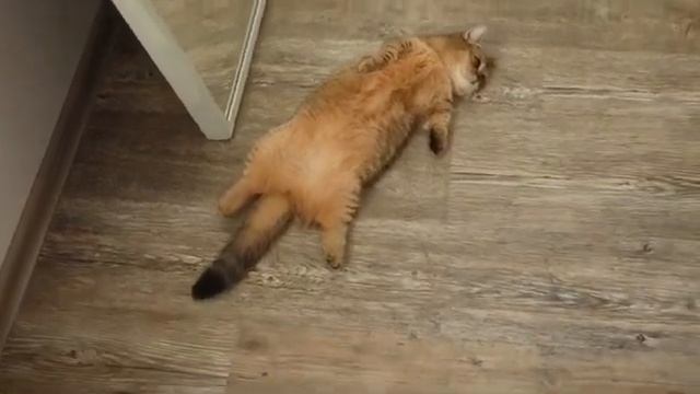 Порода кошек манчкин ( munchkin cat) . Эта кошка постоянно обманывает меня , что голодная ?? смотреть онлайн