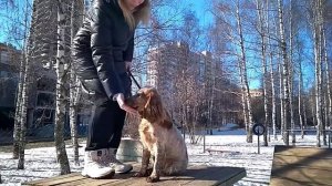 Дрессировка собак -первое занятие -русский спаниель Чаппи 7 мес