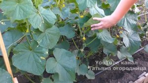 Ранний урожай 100%  2 Любимых сорта Огурца для открытого грунта и теплиц.