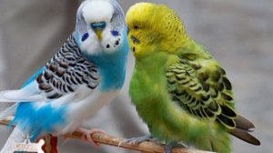 Как определить |пол и возраст| у |ВОЛНИСТОГО ПОПУГАЯ|?!??