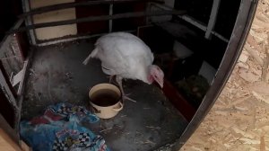 у индюшки желые какашки кал - возможно гистомоноз