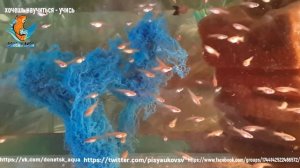 гуппи голубая трава, аквариумистика для всех