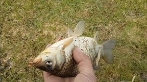 Рыбалка в близи деревни Увальная Бития, Саргатский район.