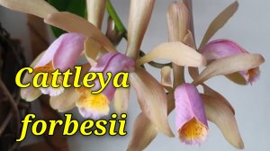 Cattleya forbesii очередное домашнее цветение.