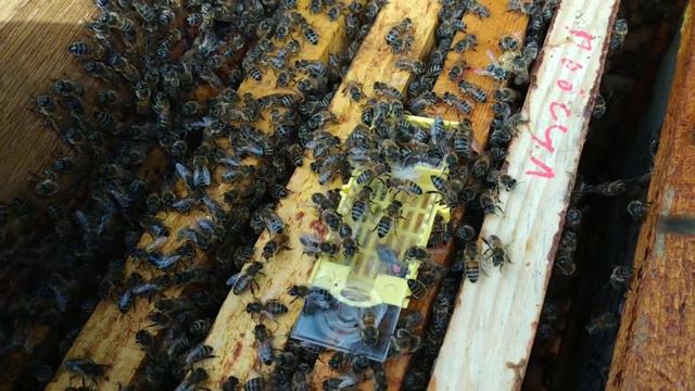 Як подсадить плодну пчеломатку способ №1 смотреть онлайн