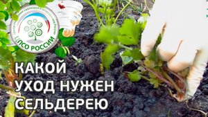 Уход за сельдереем в период роста. Выращивание сельдерея.