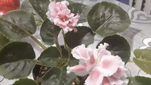 Очень кудрявая и  махровая фиалка СМ-Кудряшка Сью