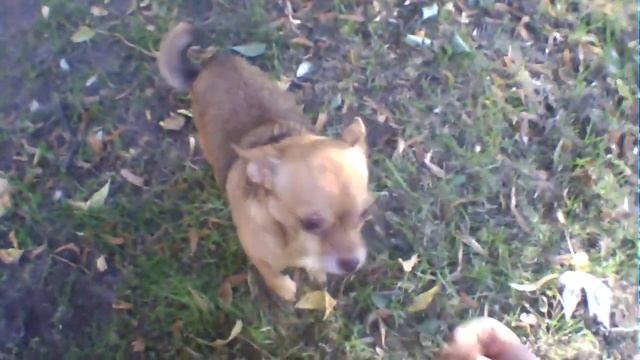 КАК НАУЧИТЬ СОБАКУ ПРИНОСИТЬ ДЕНЬГИ. Собака приносит деньги. смотреть онлайн