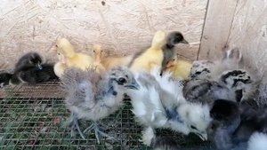 Голошейные цыплята. Привет подписчикам моим любимым - ценителям красоты.