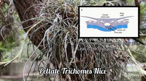 Endangered Air Plants & McMansion Culture Slums