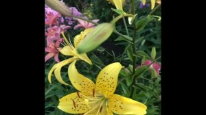 Какие лилии Отечественные ? Как защитить лилии от грызунов? Отечественные сорта  азиатских лилий.