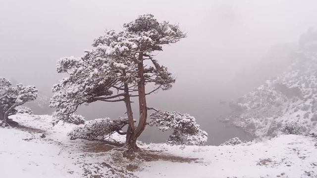 Снегопад в Новом Свете! Вы такое не видели! Можжевеловая роща в снегу! Мыс Капчик засыпает снегом! смотреть онлайн