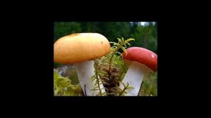 Путешествие в царство грибов