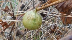 СТРАННЫЙ ПЛОД . КИРКАЗОН .