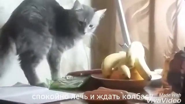 Кот и колбаса смотреть онлайн