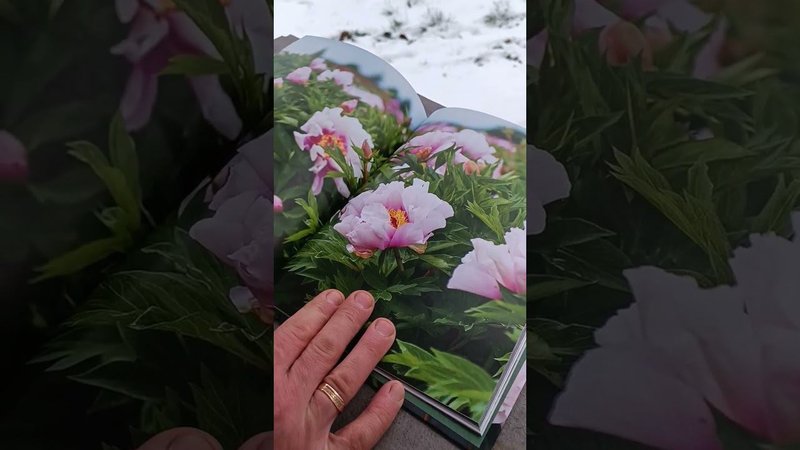 Т. к. являюсь любителем пионов приобрёл замечательную книгу Джейна Исто. По возможности, рекомендую!