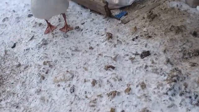 Разделила гусей.гусак тоскует. смотреть онлайн