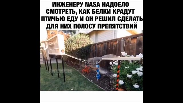 Если бы не СНЯЛИ НА КАМЕРУ никто бы не поверил. Забавные животные. смотреть онлайн