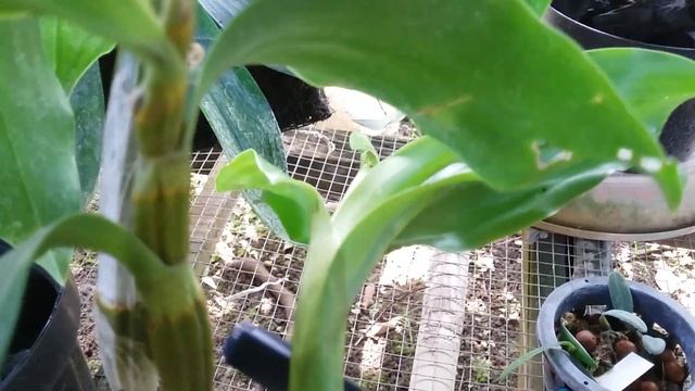 Successful repotting -- Dendrobium sulcatum смотреть онлайн