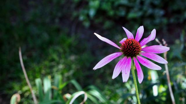 Vivaldi, Four Seasons, Summer смотреть онлайн