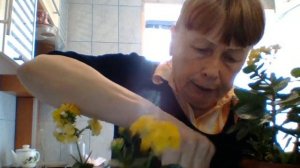КАК РАЗМНОЖИТЬ ЦВЕТУЩИЙ КАЛАНХОЕ