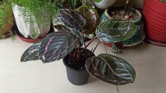 Care Of Calathea Roseopicta Dottie Plant?& Potting Mix. @gardeningwithgeetkumar