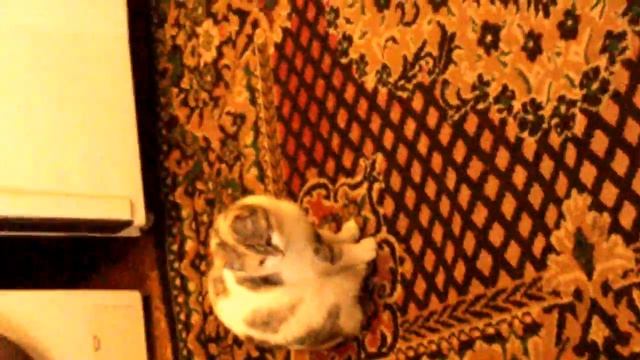 Кролики едят мясо смотреть онлайн