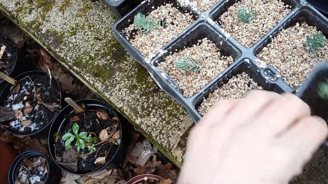 Blue Spruce Sedum-A Profitable Plant смотреть онлайн
