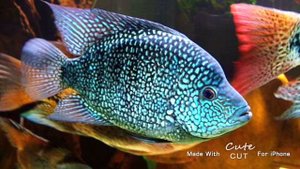 Самые красивые цихлиды