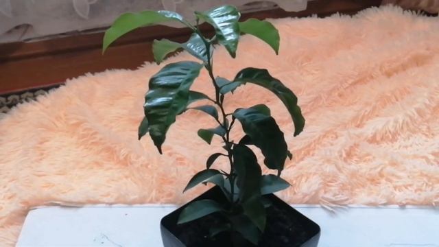 Апельсиновое дерево с косточки. смотреть онлайн