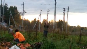 Выпуск 51. Уборка супер МОРКОВИ! Пашня после мотоблока