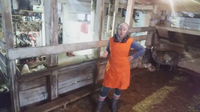Плюсы и Минусы Стадного содержания Коз