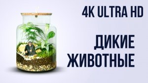 4К ДИКИЕ ЖИВОТНЫЕ