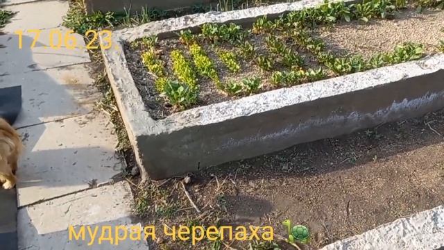 две женщины возраста 60+ восстанавливают брошенную дачу ( без посторонней помощи) смотреть онлайн