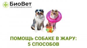 Как помочь вашей собаке справиться с жарой?