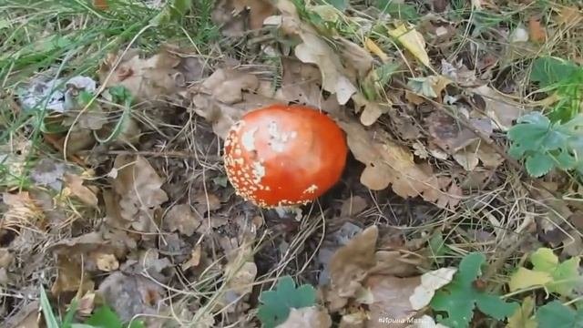 Осенние опята и сбор рябины.