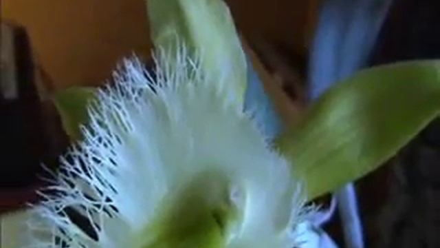 flower minute 108 Rhyncolaelia Digbyana смотреть онлайн