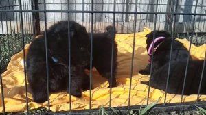 щенки шипперке, 1 месяц, питомник  SOFTRAY