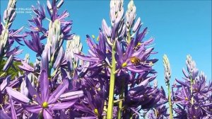 ПЕНИЕ ЗЯБЛИКА И ЖУЖЖАНИЕ ПЧЁЛ НА ЦВЕТОЧНОМ ЛУГУ ПОМОГУТ СЕРДЦУ НОРМАЛИЗОВАТЬ ДАВЛЕНИЕ И УЛУЧШИТЬ СО